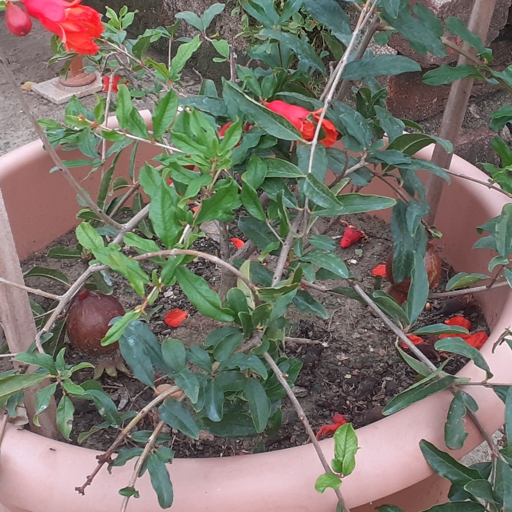 plant image 1488845
