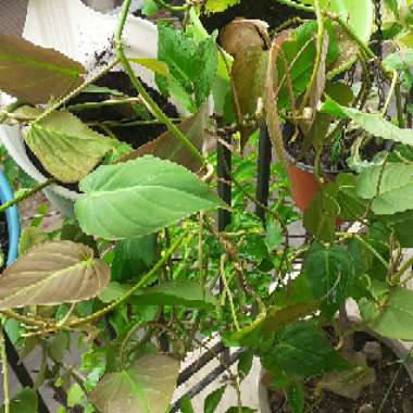 Philodendron micans