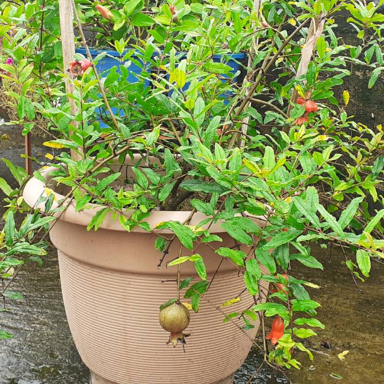 plant image 1528975
