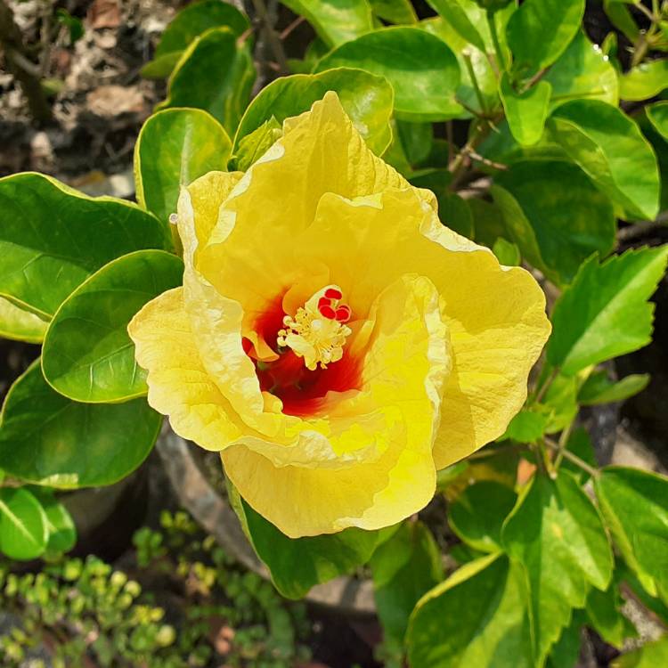 Plant image Hibiscus rosa-sinensis 'Bali Sunset'