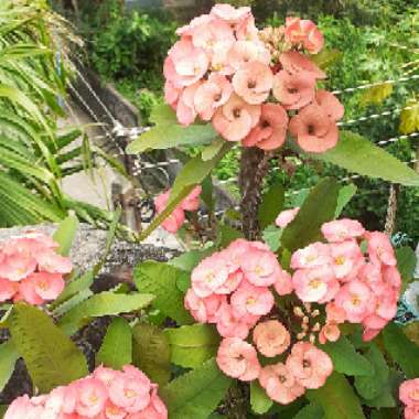 Euphorbia Milii 'Exotic Treasure'