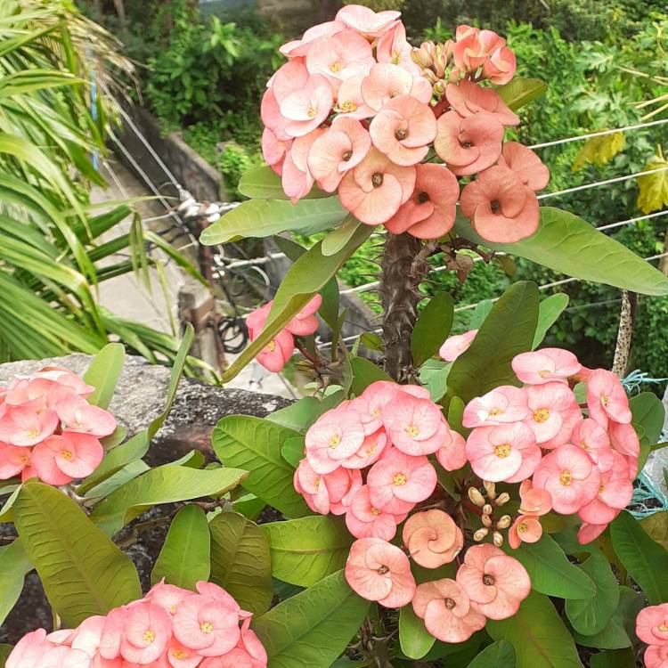 plant image 1543877