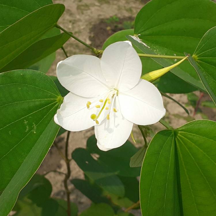 plant image 1549051