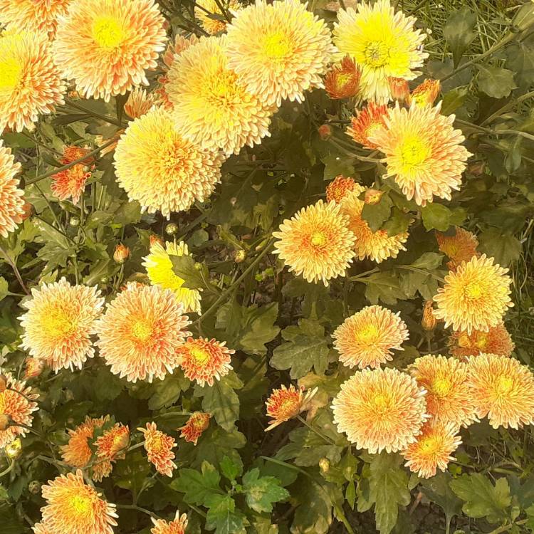plant image 1555011