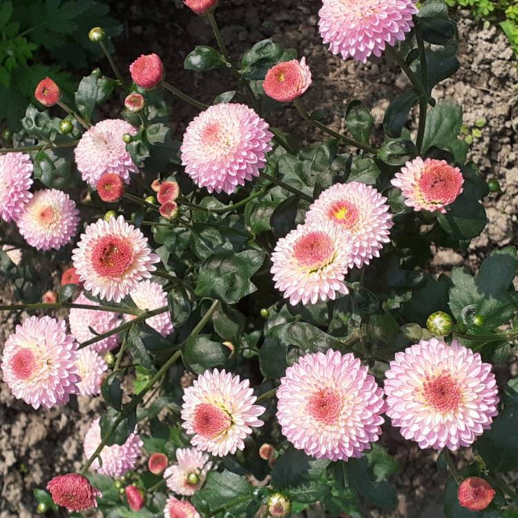 plant image 1558136