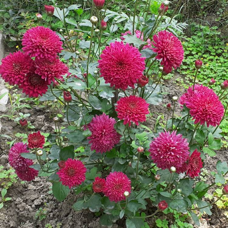 plant image 1559196