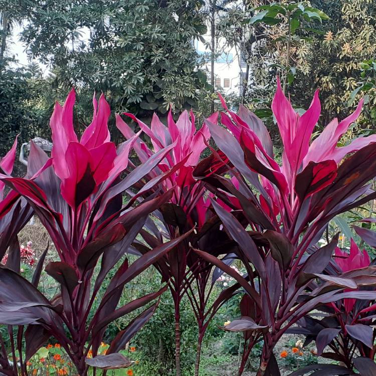 Plant image Cordyline Rubra