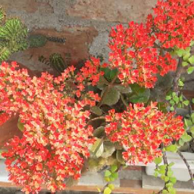 Kalanchoe Beauverdii