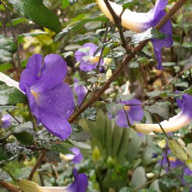 Thunbergia erecta