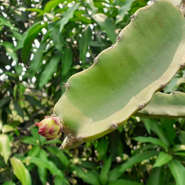 plant image 1575029