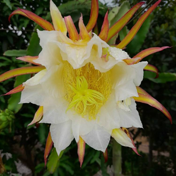 plant image 1579178