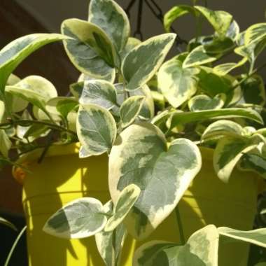 Greater Periwinkle 'Variegata'