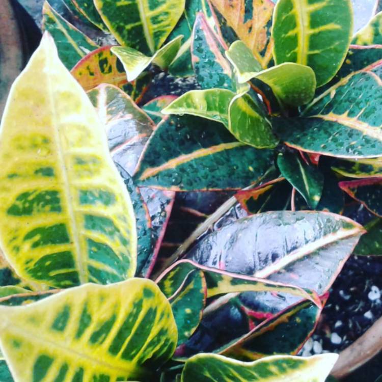 plant image 874840