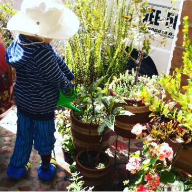Nathaly's garden