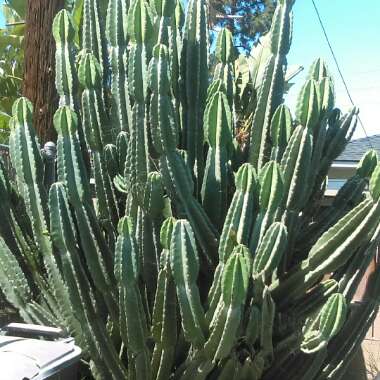 Peruvian Apple Cactus