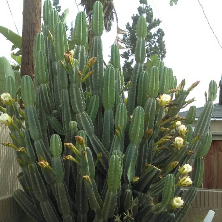 plant image 1156558 plant image 1156558