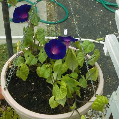 Amber's garden