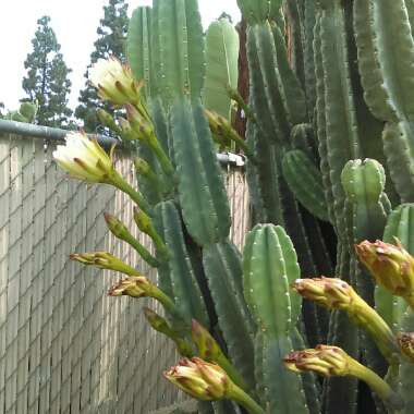 Peruvian Apple Cactus