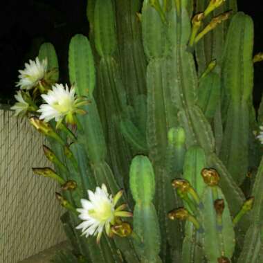 Amber's garden