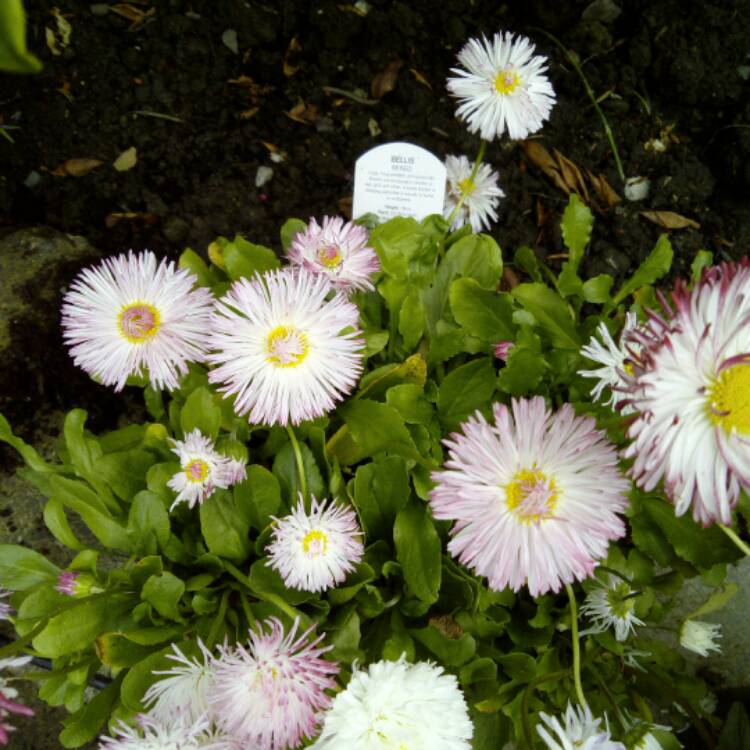 Plant image Bellis perennis Habanera