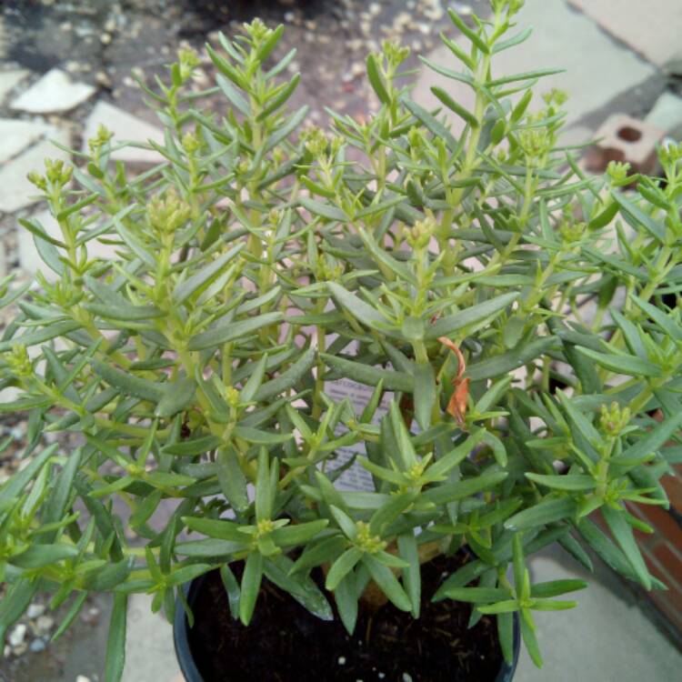 plant image 442243