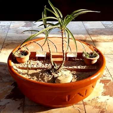 Atif's garden