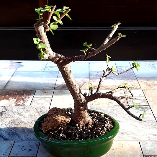 Plant image Portulacaria Afra 'Tricolour'.