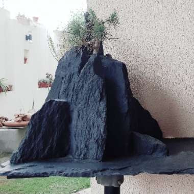 Atif's garden