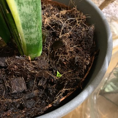 Sansevieria