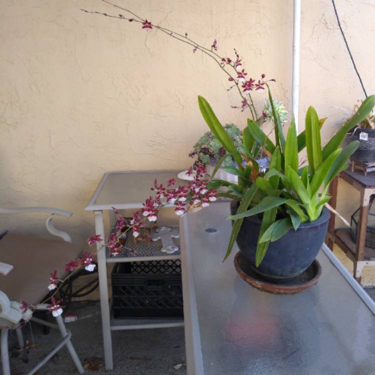 plant image 1134226 plant image 1134226