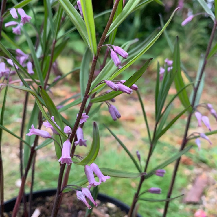 Plant image Polygonatum cirrhifolium