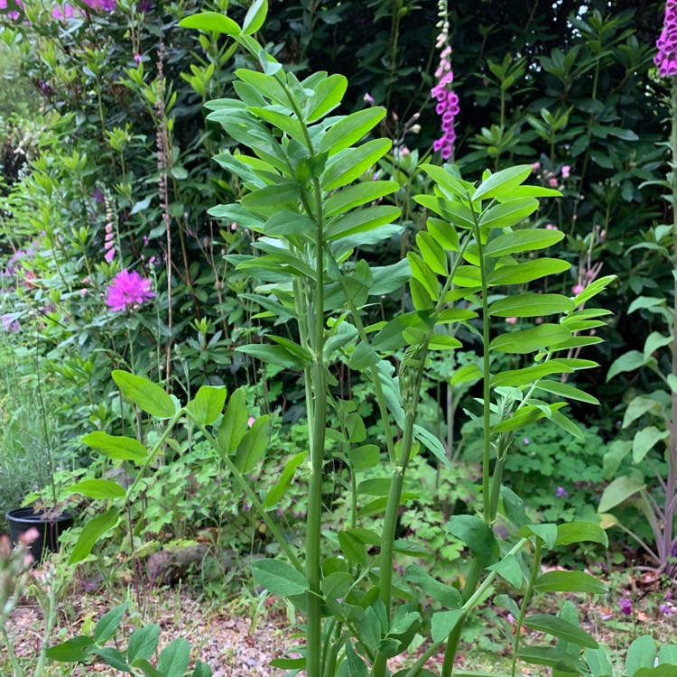 Plant image Galega officinalis