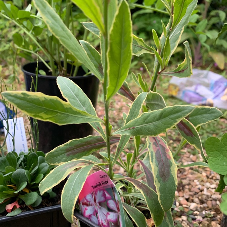 plant image 1067094