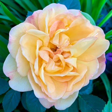 Rosa 'Ausnyson' syn. Rosa 'Lady of Shalott'