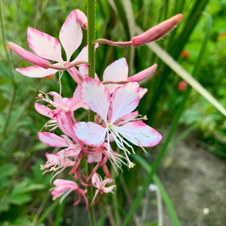 plant image 1094640