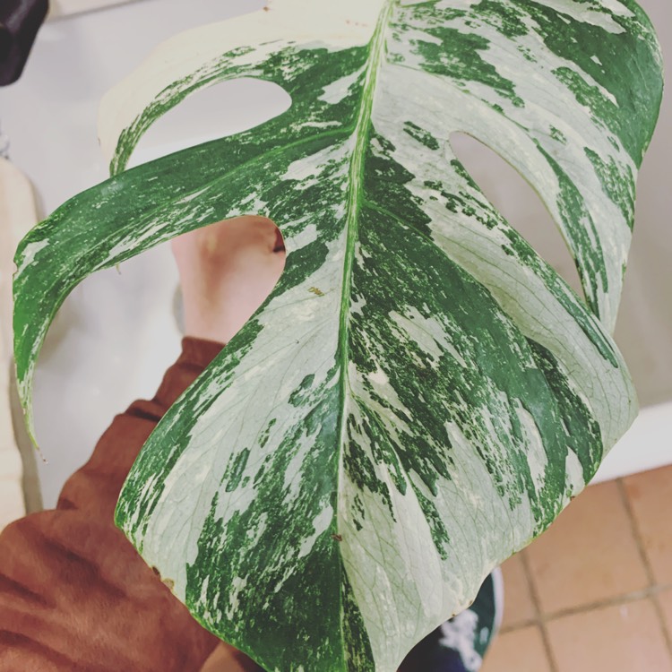 Plant image Monstera deliciosa 'Borsigiana Albovariegata' syn. Monstera borsigiana 'Albovariegata'