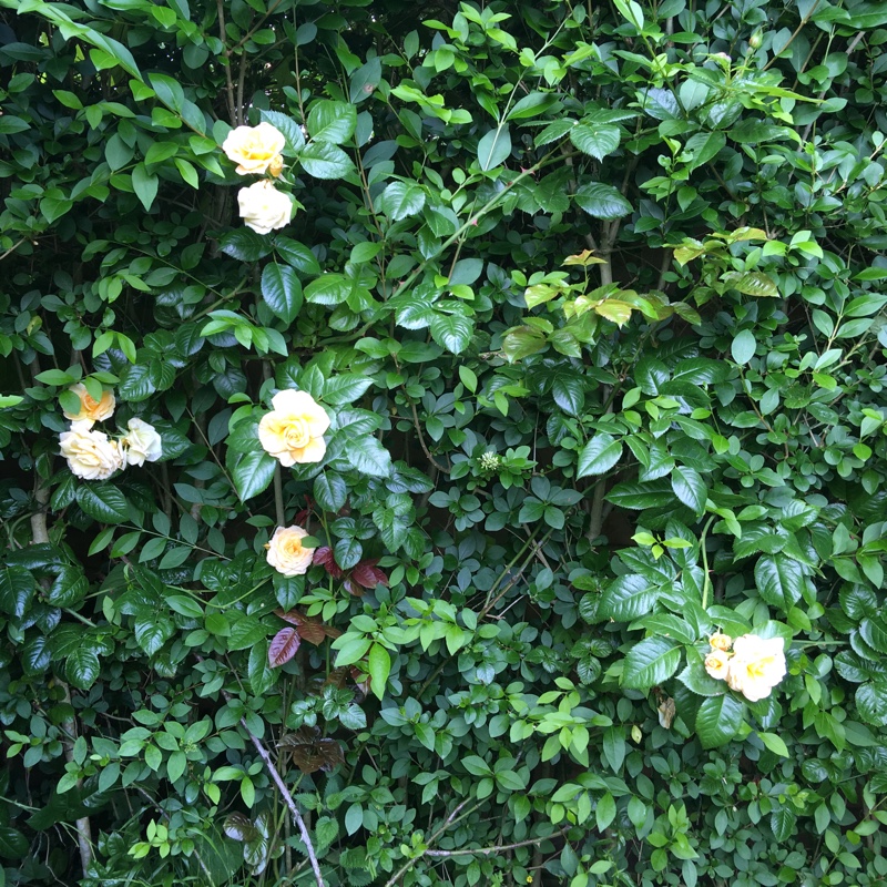 plant image 142533 plant image 142533