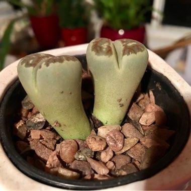 Lithops