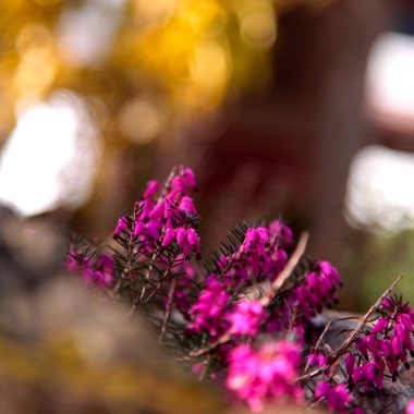 Erica carnea 'Myretoun Ruby'