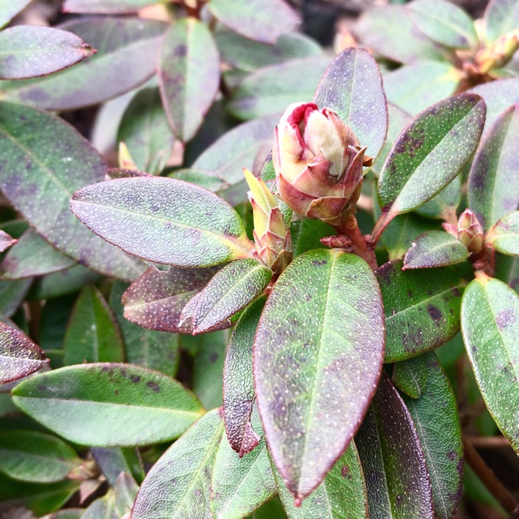 Plant image Rhododendron 'Wee Bee'
