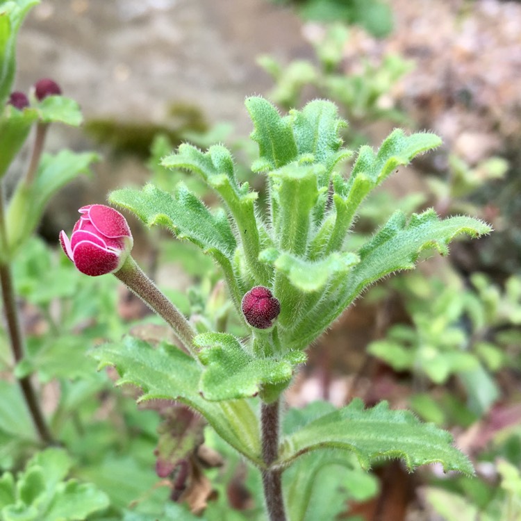 plant image 343258