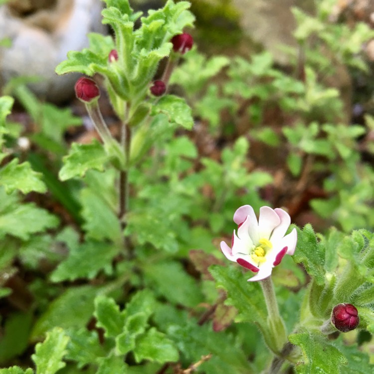 plant image 344366