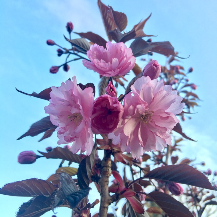 Сакура роял бургунди. Prunus serrulata Royal Burgundy. Сакура Пинк Перфекшн. Вишня мелкопильчатая Royal Burgundy.