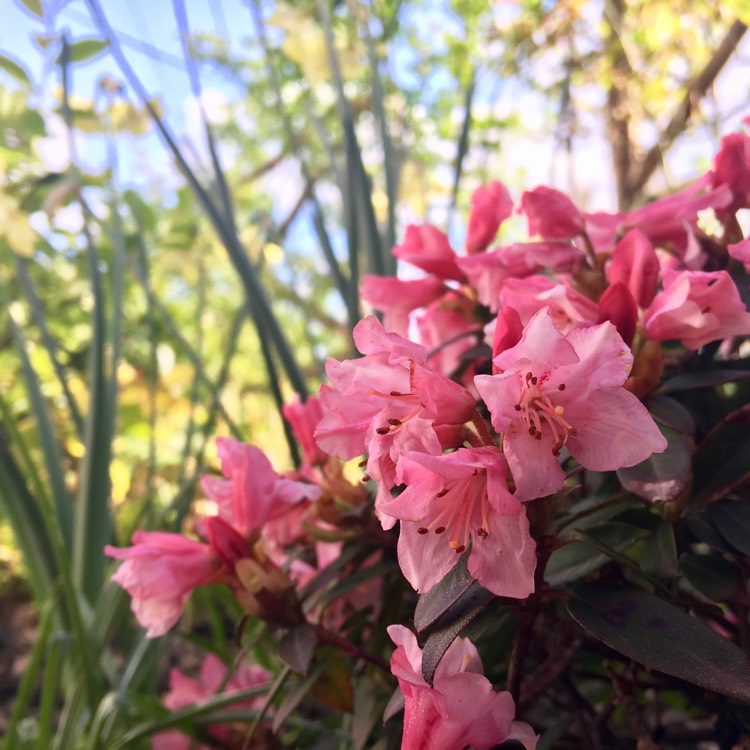 Plant image Rhododendron 'Wee Bee'