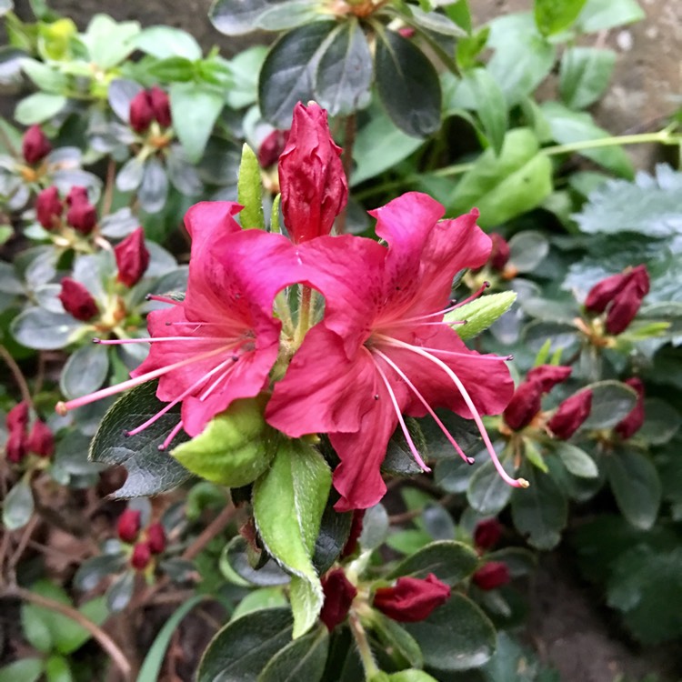 plant image 391462