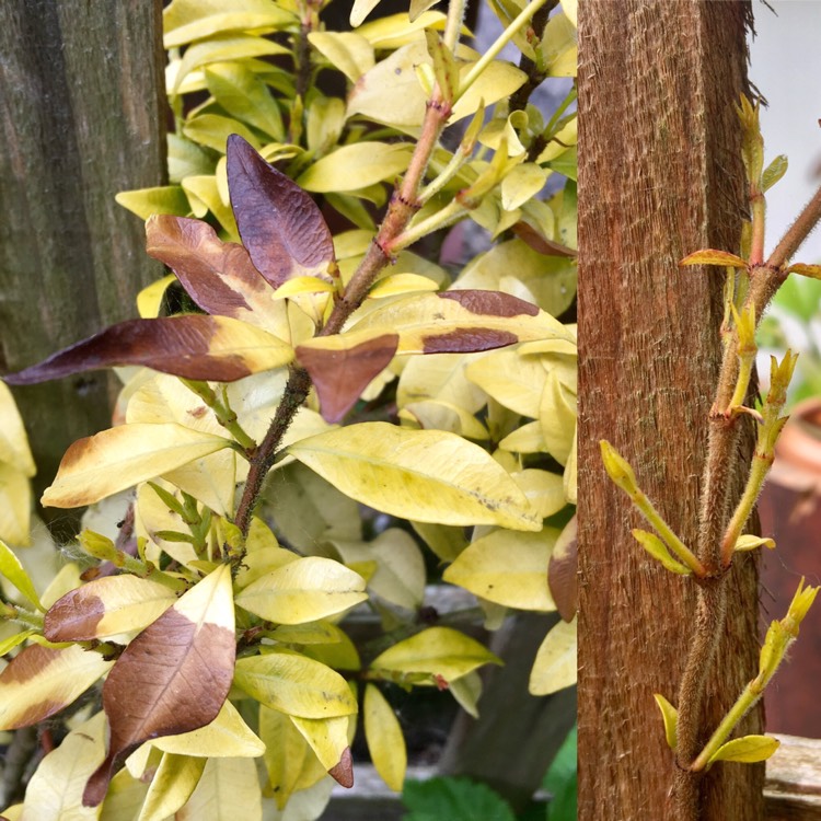 plant image 392768