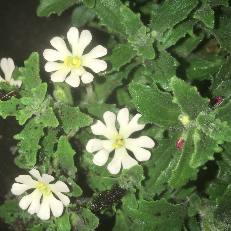 plant image 40358