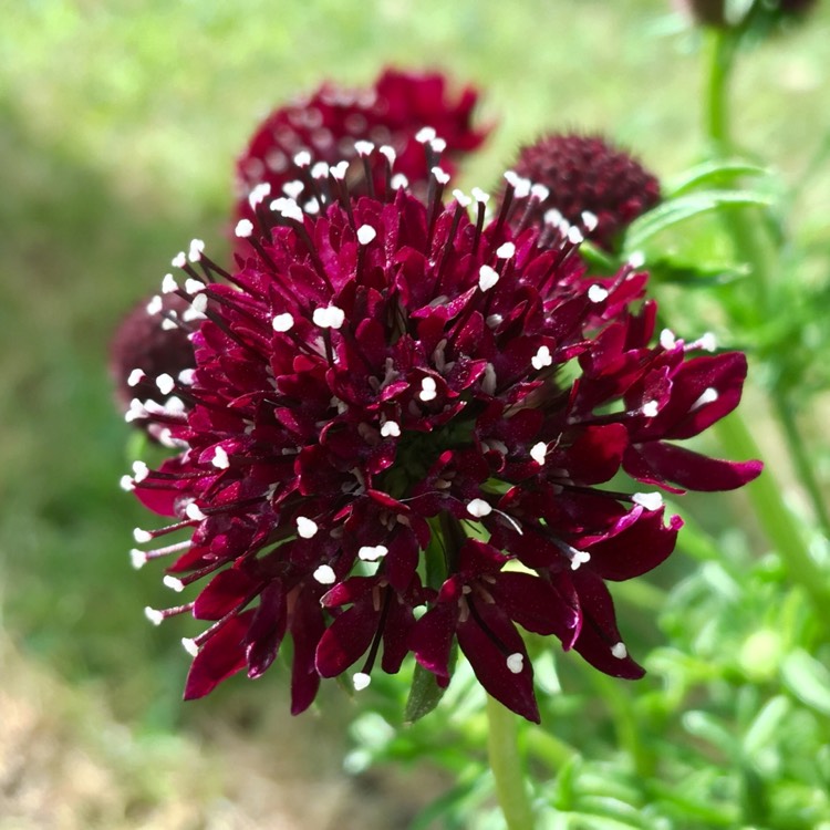 Plant image Scabiosa 'Barocca'