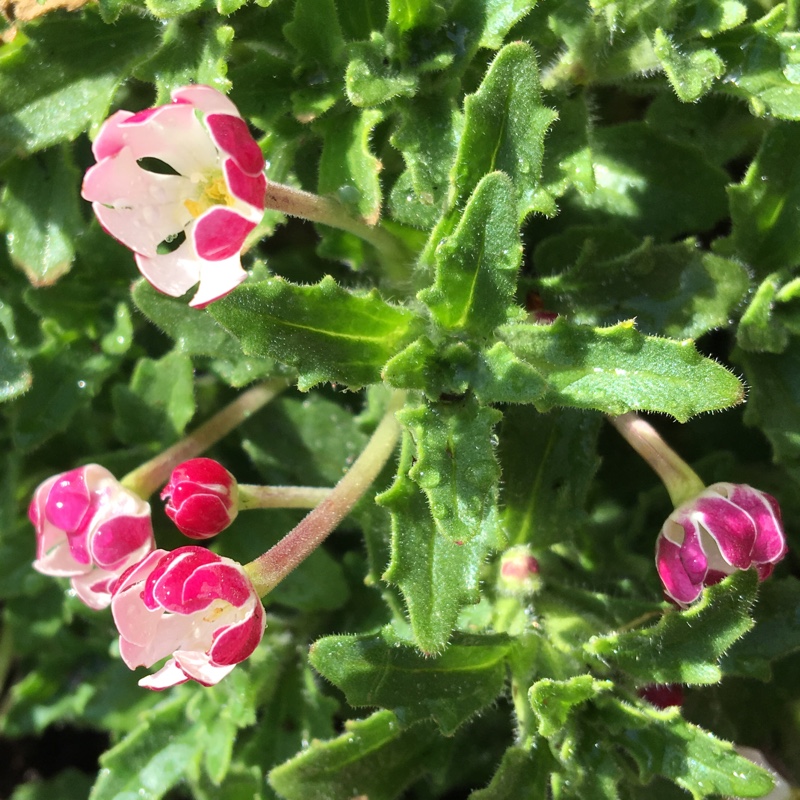 plant image 60330