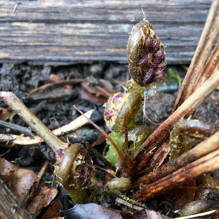 plant image 643871